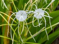 Blüten der Amaryllis Schönhäutchen oder Spider Lily